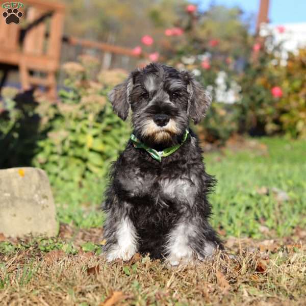 Ethan, Miniature Schnauzer Puppy